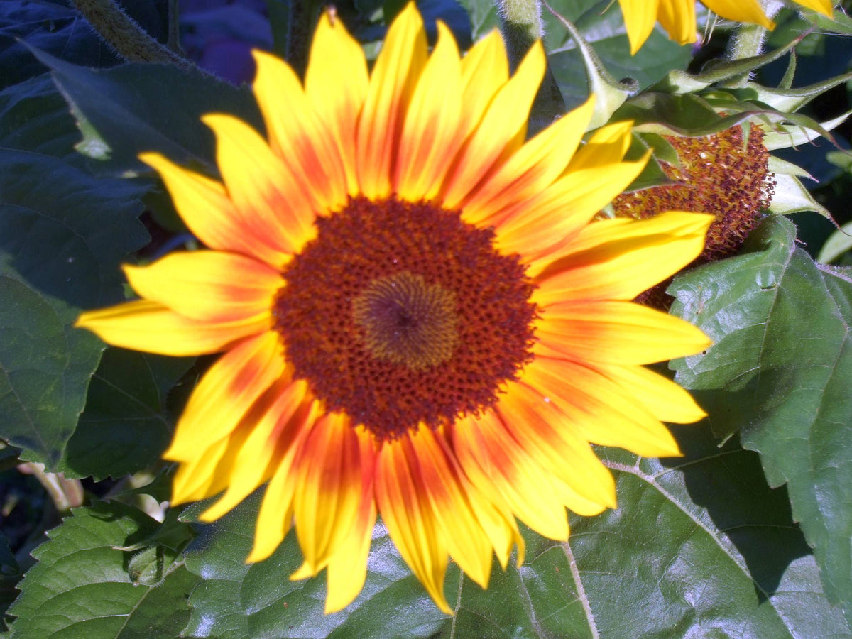 Pick, eat and sell: flowers in my garden