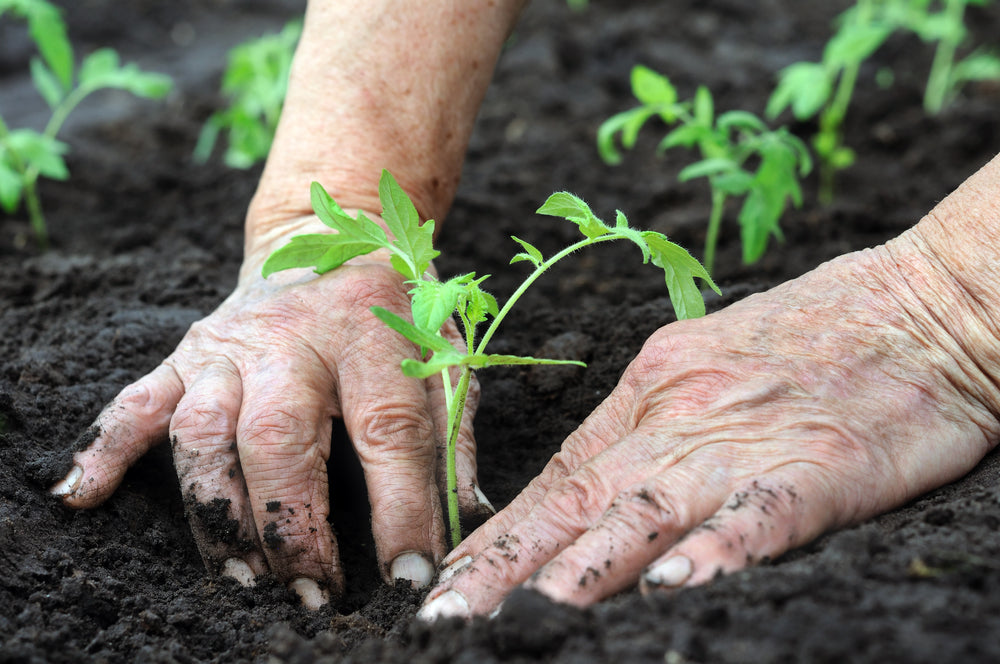 Plan Now To Plant For Fall: Beating The Frost Down East