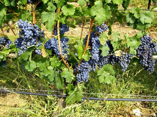 Planning a Fruit Garden - Fall is a great time to start!