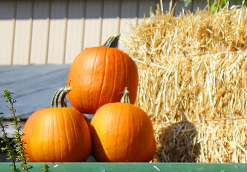 How to Make Pumpkin Butter