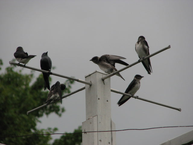 Purple Martin Passion, Part III