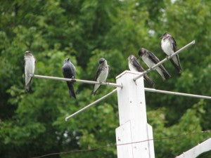Purple Martin Passion, Part II