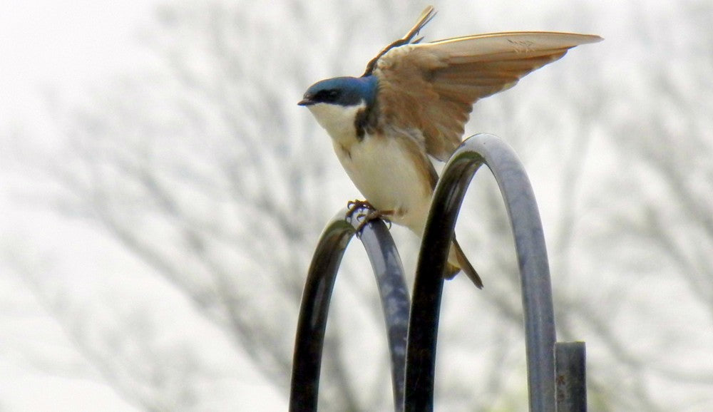 Return of the Swallows