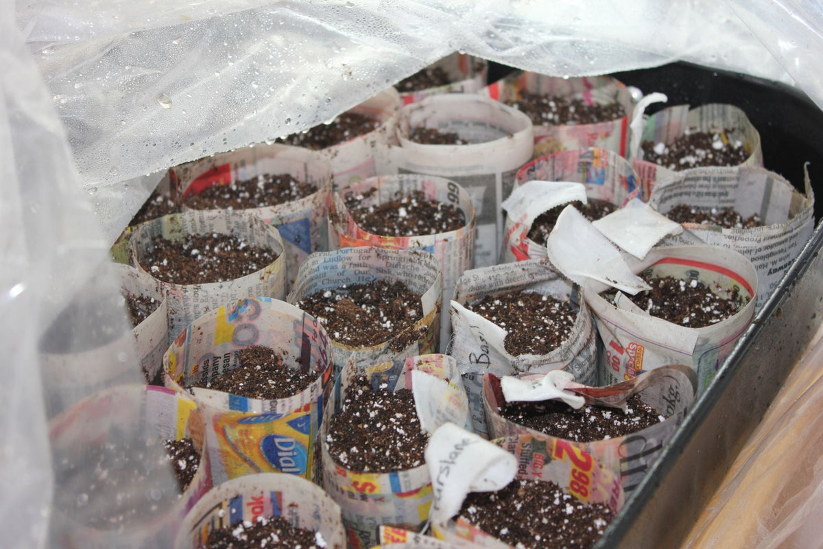 Seed Starting Secrets