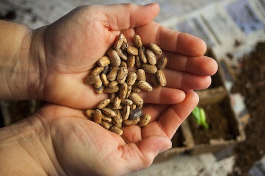 How to Save Seeds on a Small Scale