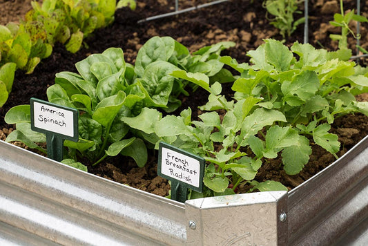 Start A Garden Journal: 4 Easy Steps