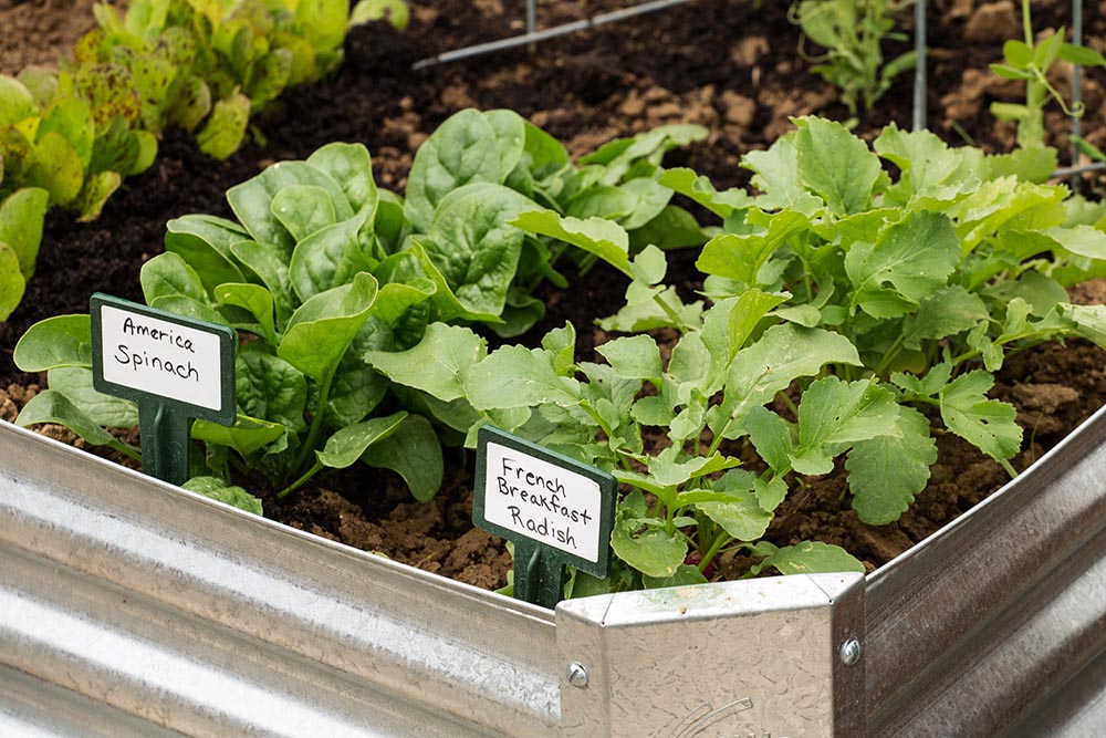 Grow your own pulses!