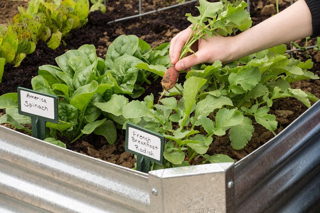 Grandma's Kitchen Garden