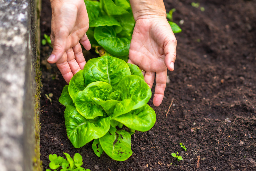 Spring Lettuce Wraps