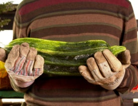 Stuffed Zucchini, For Vegetarians and Carnivores