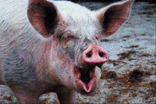 The Pig is Mightier Than the Plow