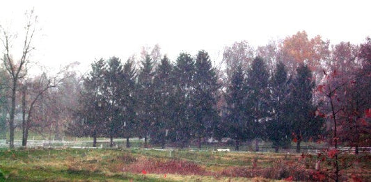 The White Stuff