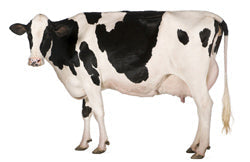 There's a cow in the road!
