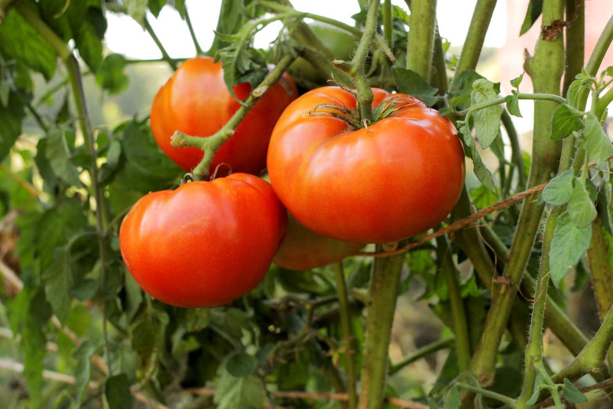 Mediterranean Stuffed Tomatoes
