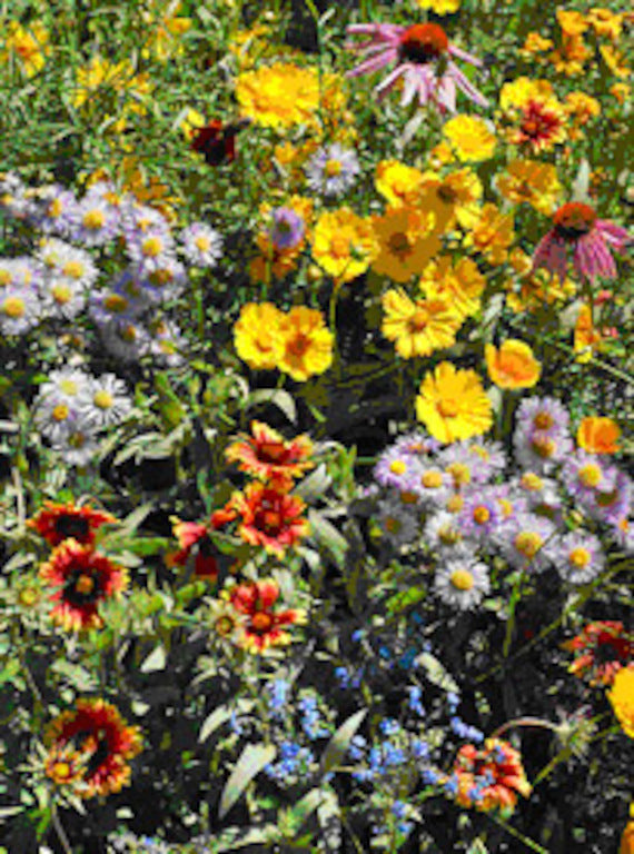 You Can Help Protect Our Pollinators