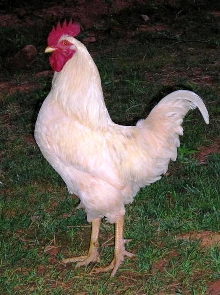 A Good Rooster