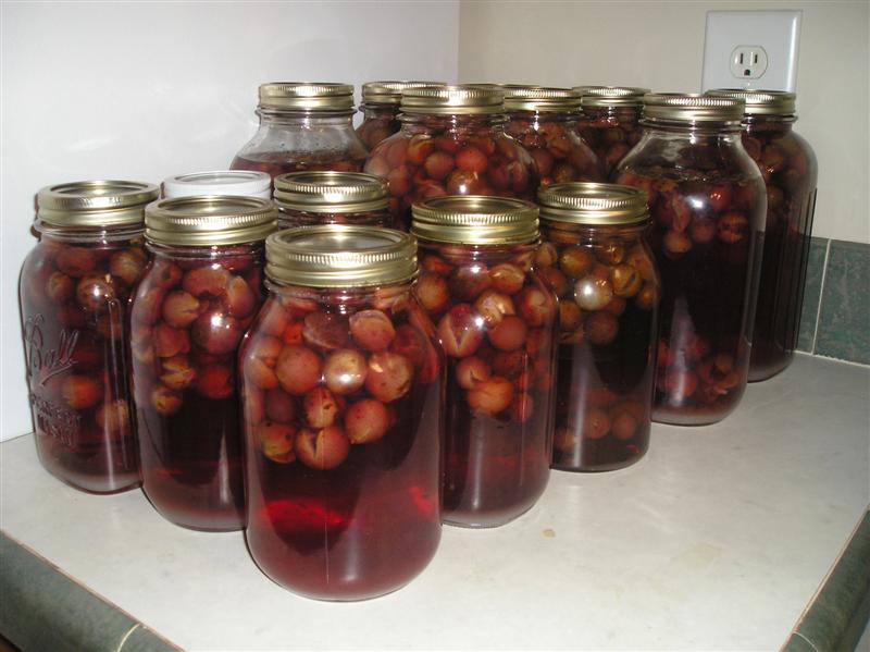 Yes, You CAN: Ridiculously Easy Home-Canned Grape Juice