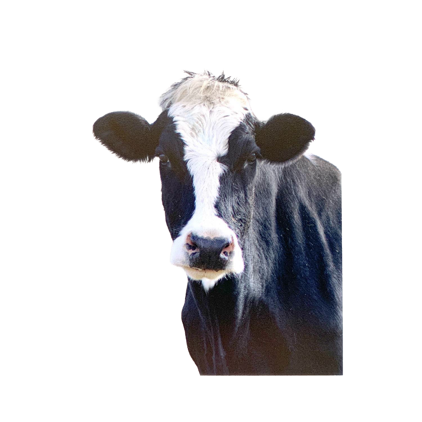 Unique handcrafted magnet showcasing a close-up of a gentle black and white cow, designed to uplift and inspire spaces in Home & Decor, Best Sellers, and Promo Eligible collections.