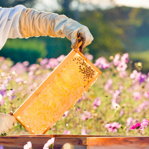 Beekeeper wearing protective gloves holding a handcrafted medium wood bee frame with wired beeswax foundation and honeycomb, set against a blurred flower meadow background.