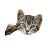Close-up image of a tabby kitten with green eyes resting its paw, featuring a subtle overlay of an inspirational Bible verse, suitable for Home & Decor, Best Sellers, and Promo Eligible collections.