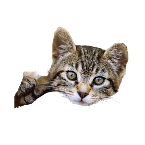 Close-up image of a tabby kitten with green eyes resting its paw, featuring a subtle overlay of an inspirational Bible verse, suitable for Home & Decor, Best Sellers, and Promo Eligible collections.