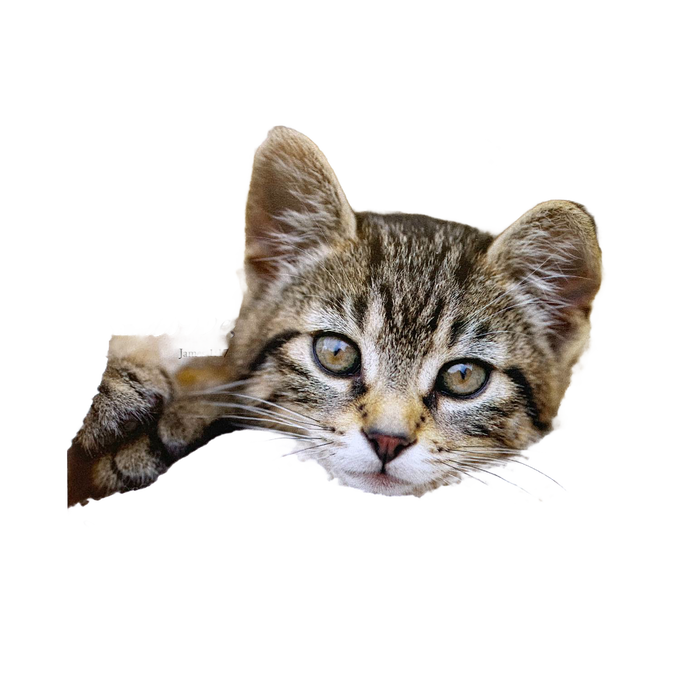 Close-up image of a tabby kitten with green eyes resting its paw, featuring a subtle overlay of an inspirational Bible verse, suitable for Home & Decor, Best Sellers, and Promo Eligible collections.