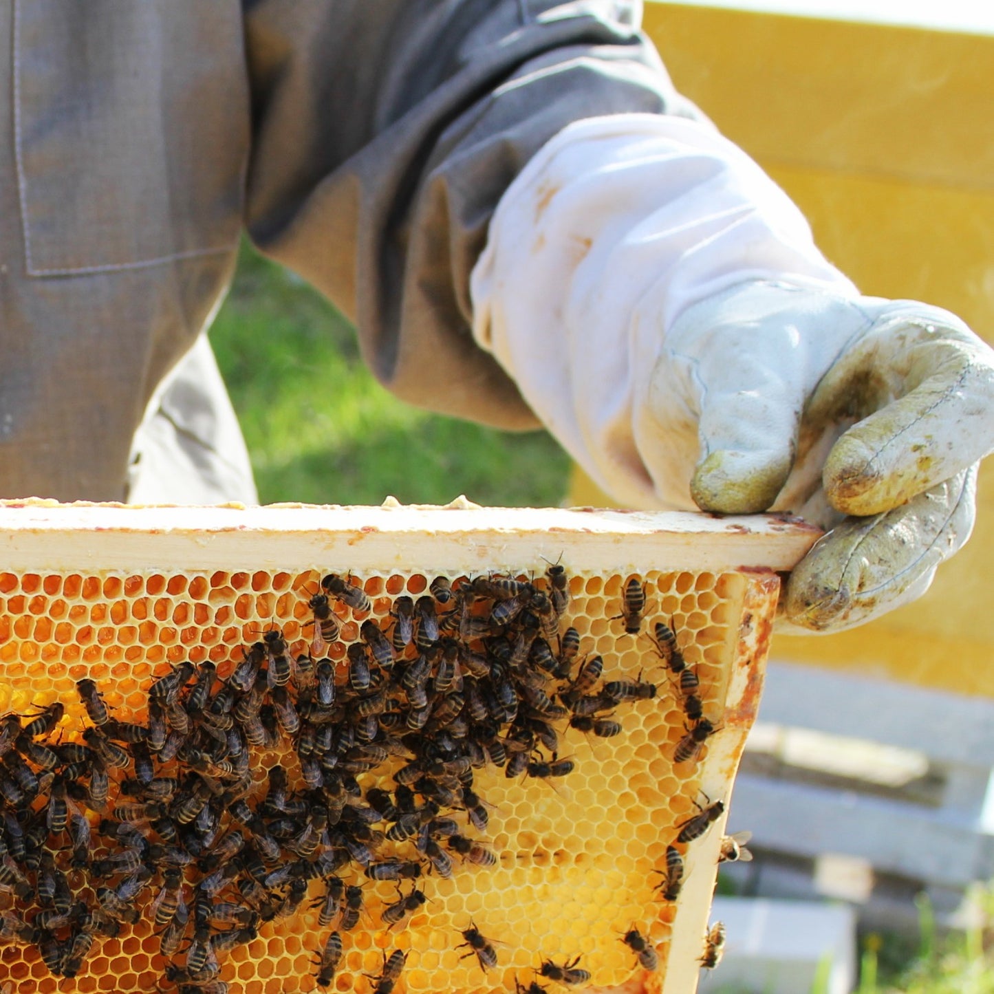 Beekeeper wearing protective gloves holding a handcrafted deep wooden frame with wired beeswax foundation covered in honeybees, showcasing Amish made craftsmanship in a sunny outdoor farm setting.