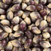 Close-up of medium-sized blue and cream popcorn kernels dried naturally, showcasing non-GMO quality, ideal for Kitchen & Food, Snacks and Sweets, and USA Made collections.