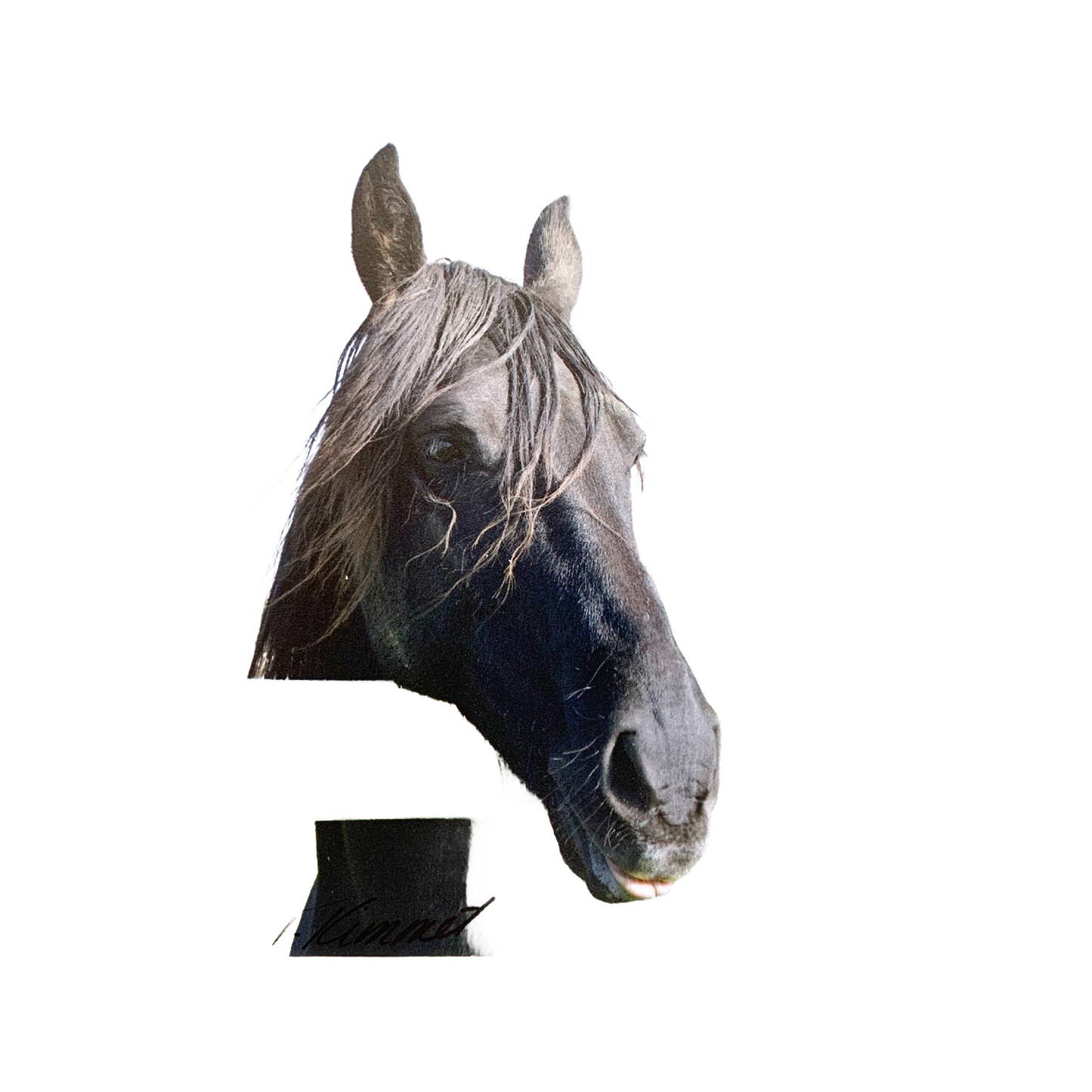 Handcrafted magnet featuring a close-up of a black horse’s head with flowing mane, paired with an uplifting verse, ideal for Home & Decor, Best Sellers, and Promo Eligible collections.