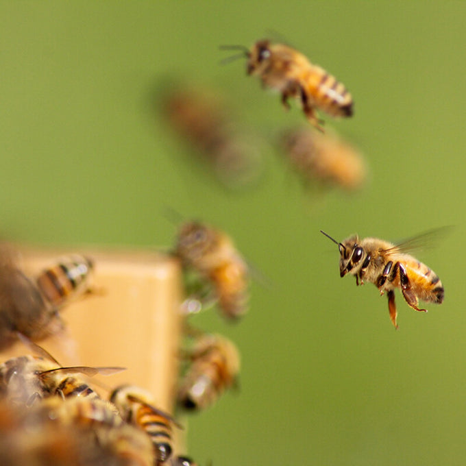 Close-up of honeybees flying near a wooden hive component, showcasing natural beekeeping activity in Farm, Garden & Tool and Beekeeping Supplies collections.