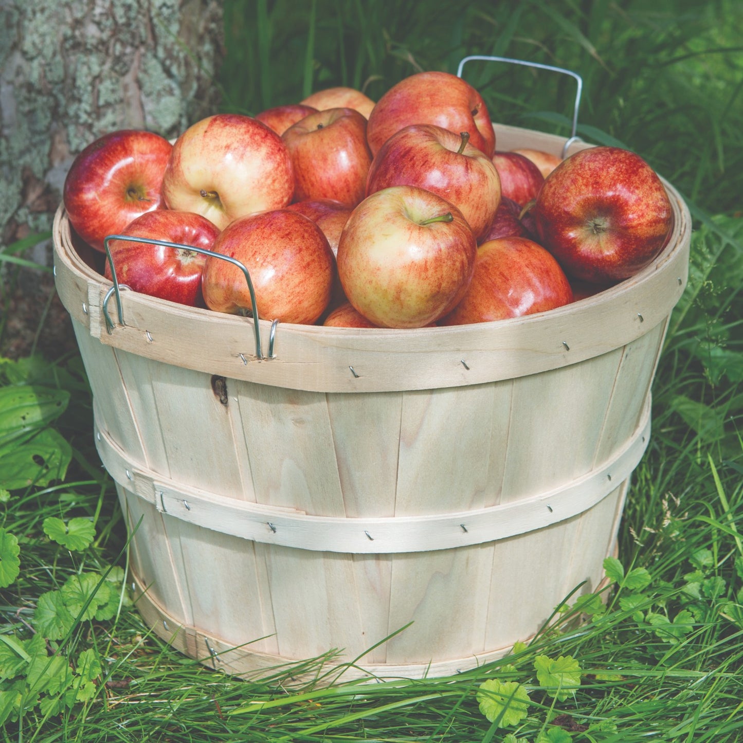 Handcrafted raw poplar wood half bushel basket with metal wire handles filled with fresh apples, set outdoors on grass; ideal for Farm, Garden & Tool, Garden Accessories, USA Made collections.