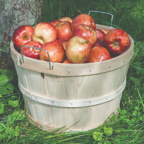 Handcrafted raw poplar wood half bushel basket with metal wire handles filled with fresh apples, set outdoors on grass; ideal for Farm, Garden & Tool, Garden Accessories, USA Made collections.