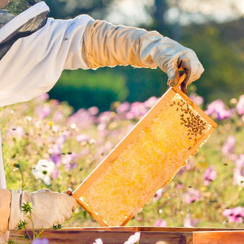 Beekeeper wearing protective gloves lifting a wooden honeycomb frame filled with honey and bees, set against a blurred garden background with blooming flowers, promoting farm and garden supplies.