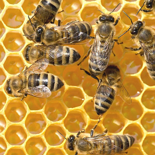 Close-up of honeybees actively working on hexagonal honeycomb cells filled with golden honey, illustrating natural beekeeping activities in Farm, Garden & Tool and Beekeeping Supplies collections.