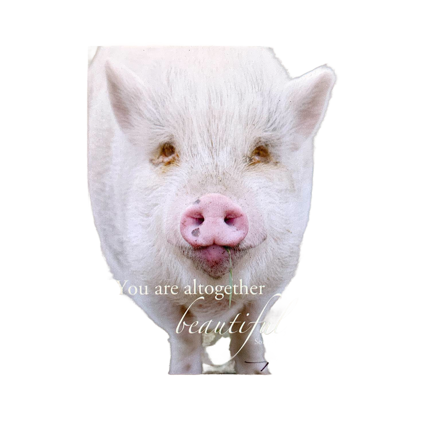 Close-up of a white pig smiling with a green leaf in its mouth, featuring the uplifting verse "You are altogether beautiful," perfect for Home & Decor and Best Sellers collections.