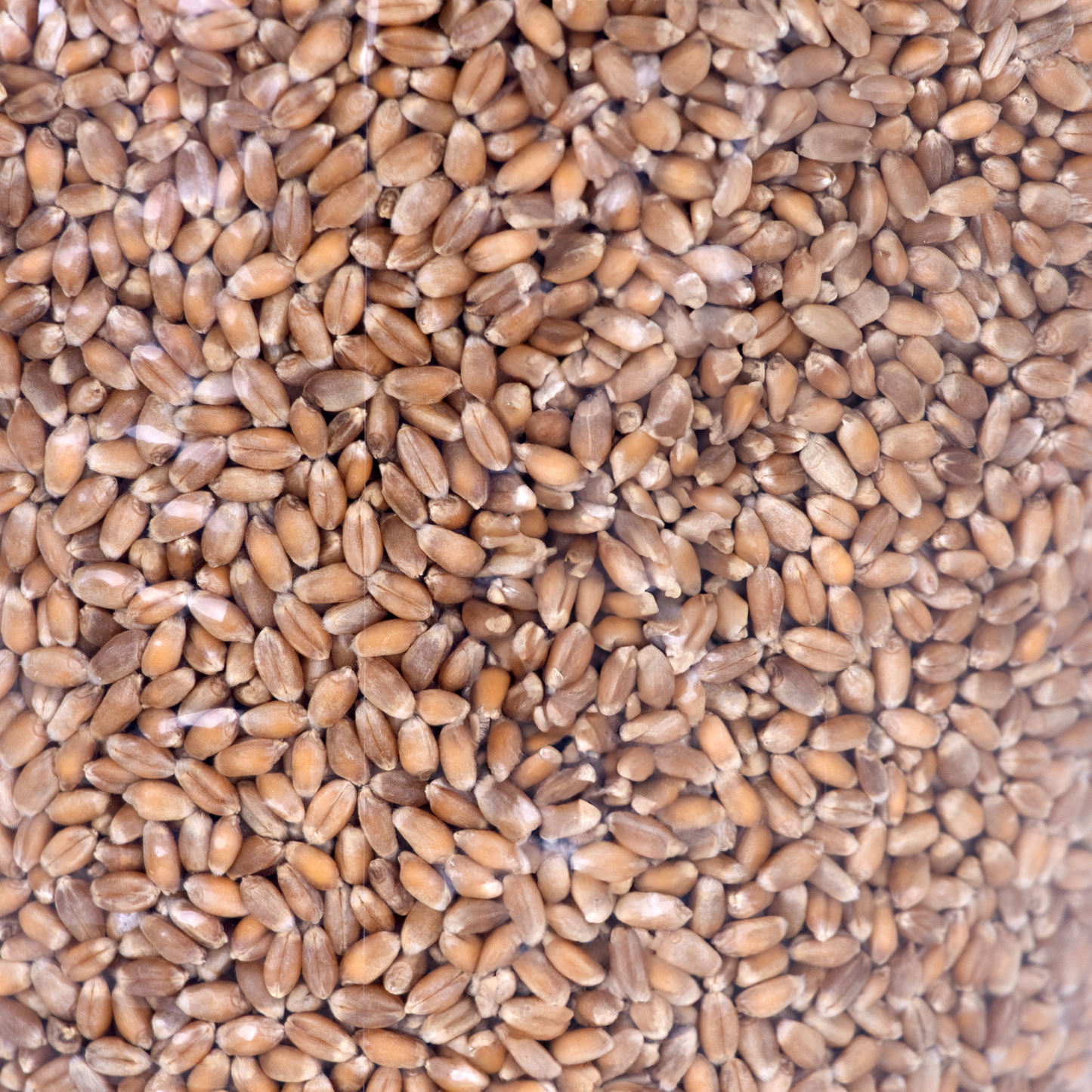 Stutzman Farms Hard Red Wheat Berries - Pack of 2