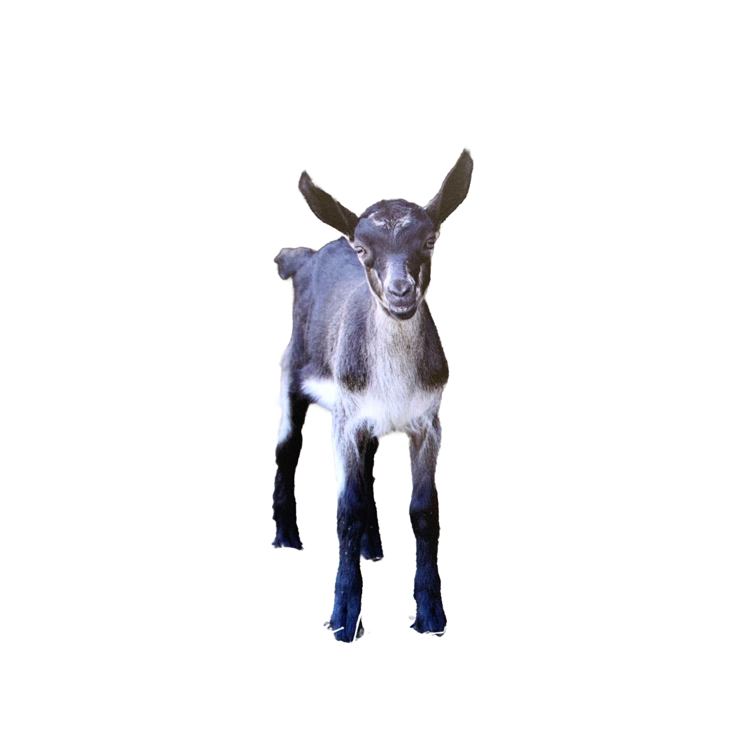 Handcrafted animal magnet featuring a charming young goat, designed to uplift with an inspiring verse, perfect for Home & Decor, Best Sellers, and Promo Eligible collections.