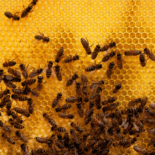 Close-up of honeybees working on a bright yellow honeycomb, illustrating natural beekeeping activity related to agricultural and farm garden tool collections.