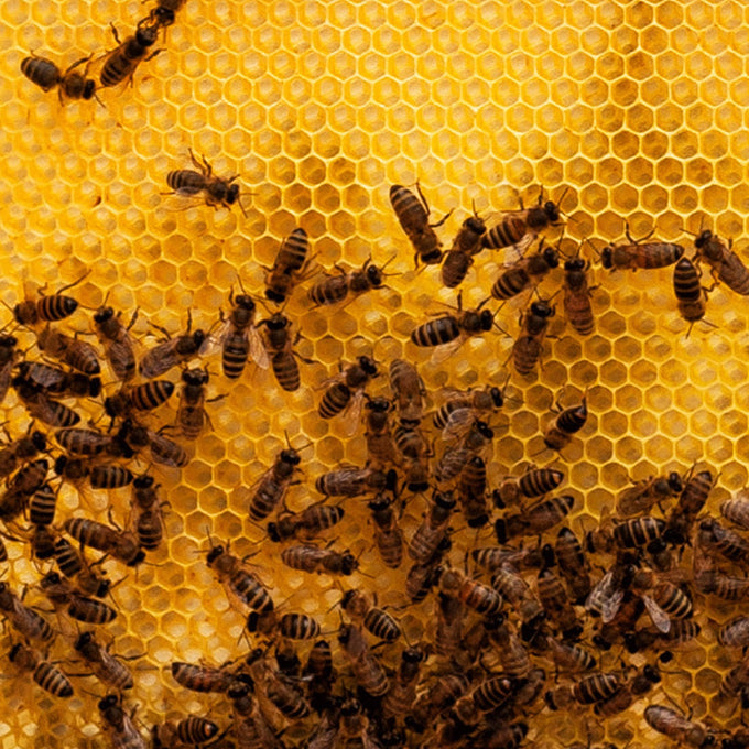 Close-up of honeybees working on a bright yellow honeycomb, illustrating natural beekeeping activity related to agricultural and farm garden tool collections.