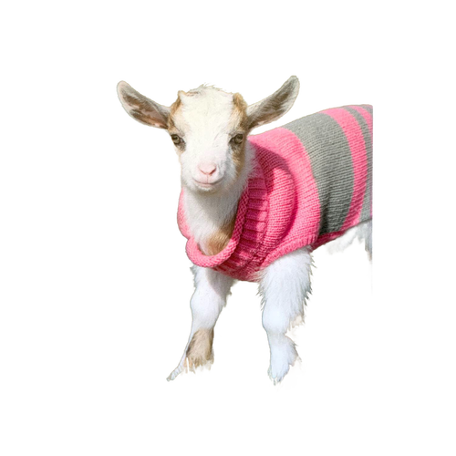 Handcrafted animal deluxe magnet featuring a young goat wearing a pink and gray striped sweater, designed to uplift with an inspiring verse for Home & Decor, Best Sellers, and Promo Eligible collections.