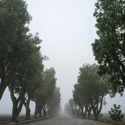 Foggy rural roadway lined with tall leafy trees on both sides, creating a serene and mysterious atmosphere, suitable for Best Sellers and P3 Testing collections.