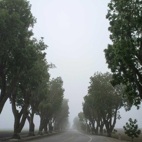 Foggy rural roadway lined with tall leafy trees on both sides, creating a serene and mysterious atmosphere, suitable for Best Sellers and P3 Testing collections.