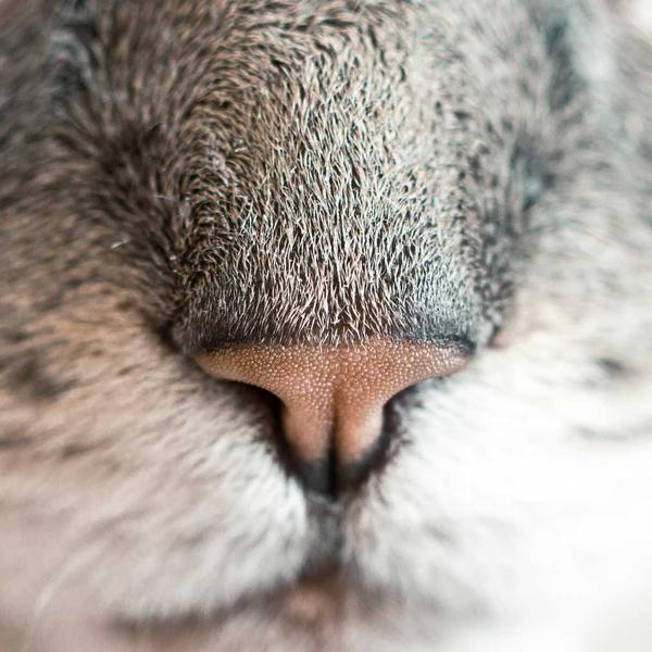 Close-up of a cat’s nose and surrounding fur, highlighting fine textures and soft details, evoking comfort and calm for Best Sellers and P3 Testing collections.