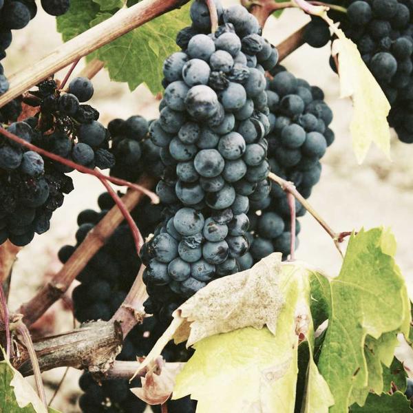 Cluster of ripe dark grapes hanging on vine with surrounding green and yellow leaves, evoking natural harvest and rustic charm for Best Sellers and P3 Testing collections.