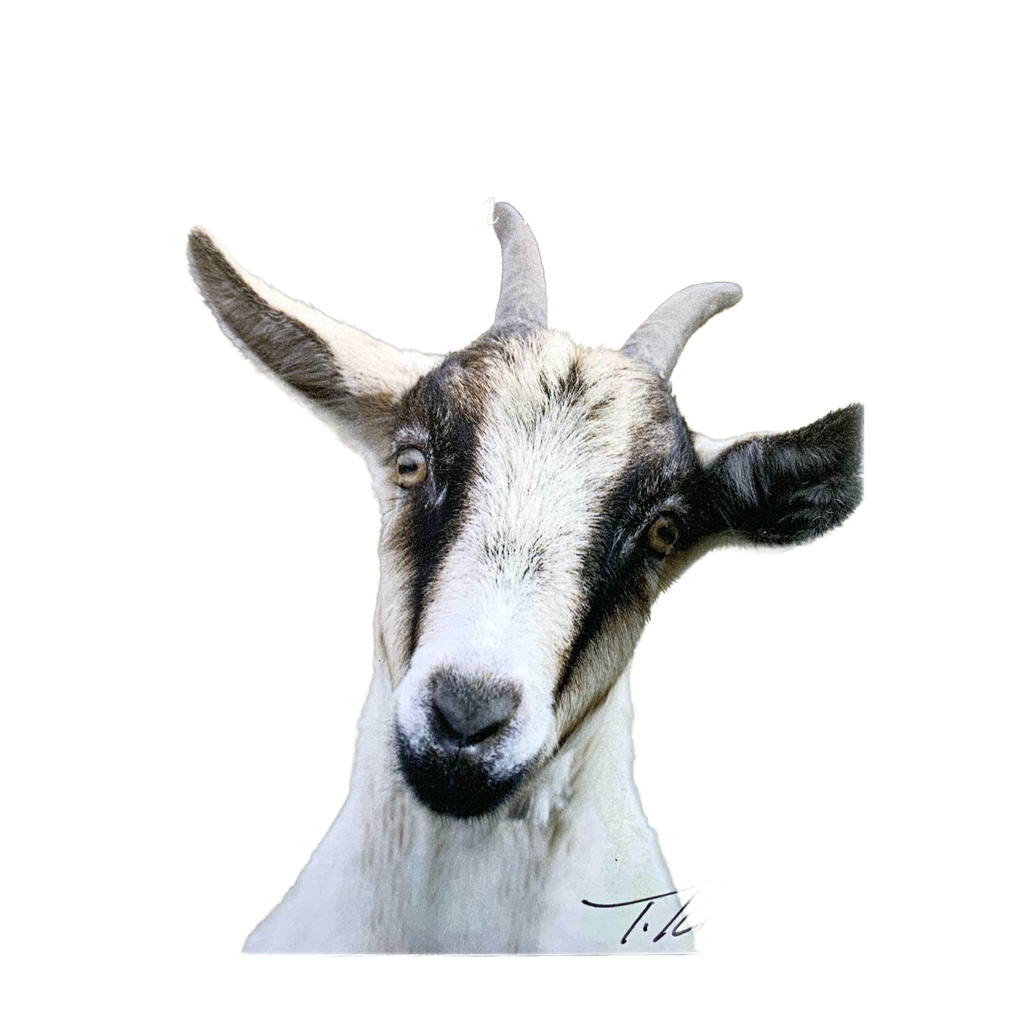 Close-up of a handcrafted plaque featuring a charming white and black goat with gentle eyes, perfect for Home & Decor, Best Sellers, and Promo Eligible collections.