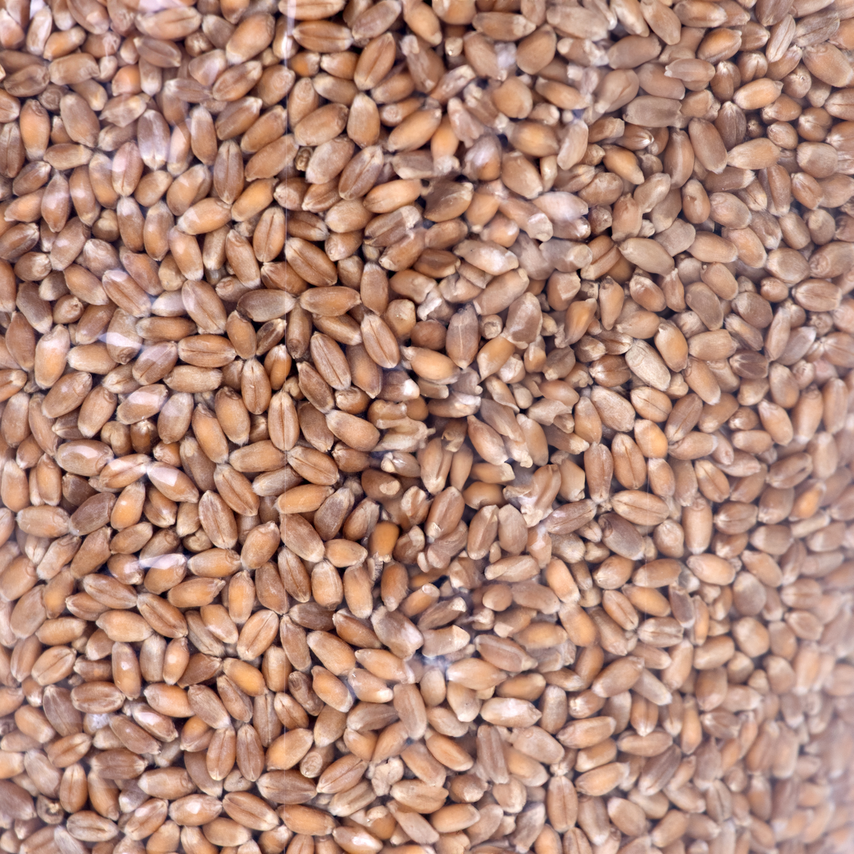 Stutzman Farms Organic Grains – 5-lb Bags