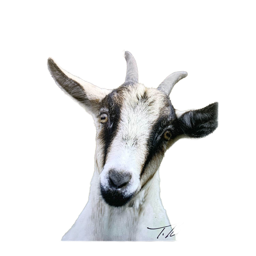 Close-up of a gentle farm goat with expressive eyes featured on a handcrafted magnet with an uplifting Bible verse, perfect for Home & Decor, Best Sellers, and Promo Eligible collections.