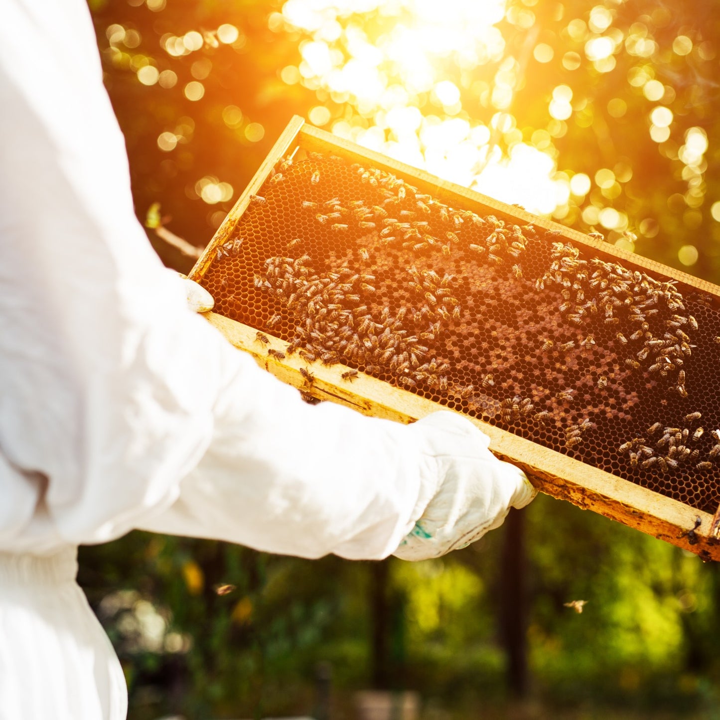 Beekeeper wearing protective white gloves holding a handcrafted deep wooden frame with wired beeswax foundation, surrounded by honeybees in warm sunlight, Amish made USA.