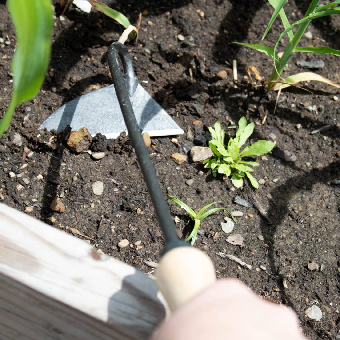 Handcrafted hand hoe with a sharp forged steel blade on a curved shaft, crafted for precise weed slicing beneath soil in Farm, Garden & Tool and Garden Accessories collections.