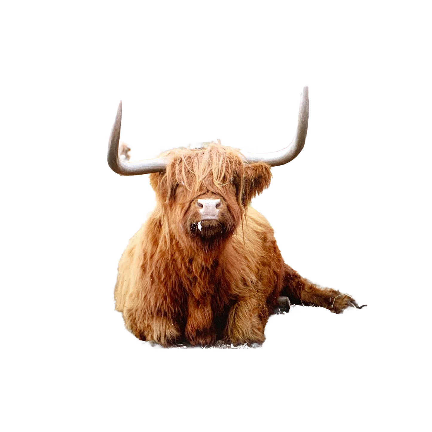 Handcrafted deluxe magnet featuring a resting Highland cow with long curved horns, ideal for Home & Decor, Best Sellers, and Promo Eligible collections.